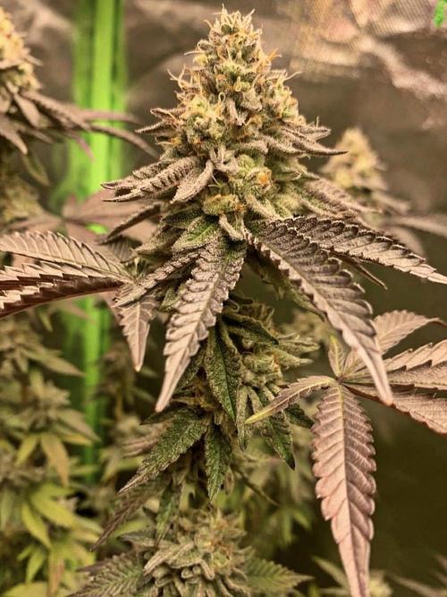Cereal Milk (Clone). Week 6