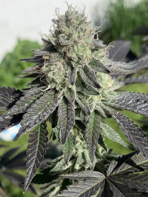 Cereal Milk (Clone). Week 6