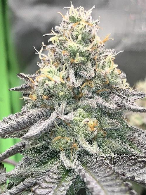 Cereal Milk (Clone). Week 6