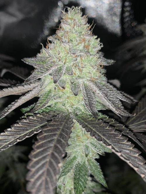 Cereal Milk (Clone). Week 6