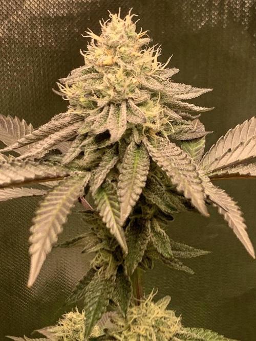 Cereal Milk (Clone). Week 5