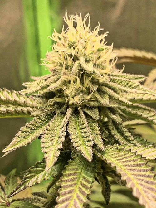 Cereal Milk (Clone). Week 5