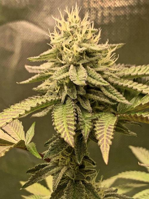 Cereal Milk (Clone). Week 5
