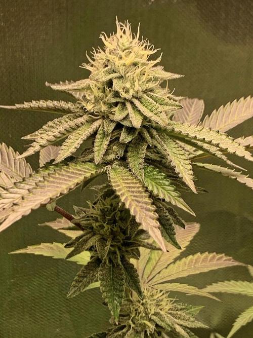 Cereal Milk (Clone). Week 5