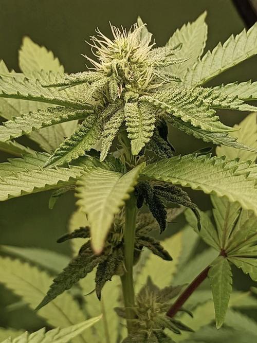 Cereal Milk (Clone). Week 4