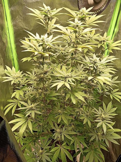 Cereal Milk (Clone). Week 4