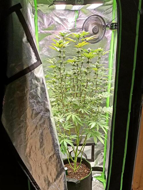 Cereal Milk (Clone). Week 4