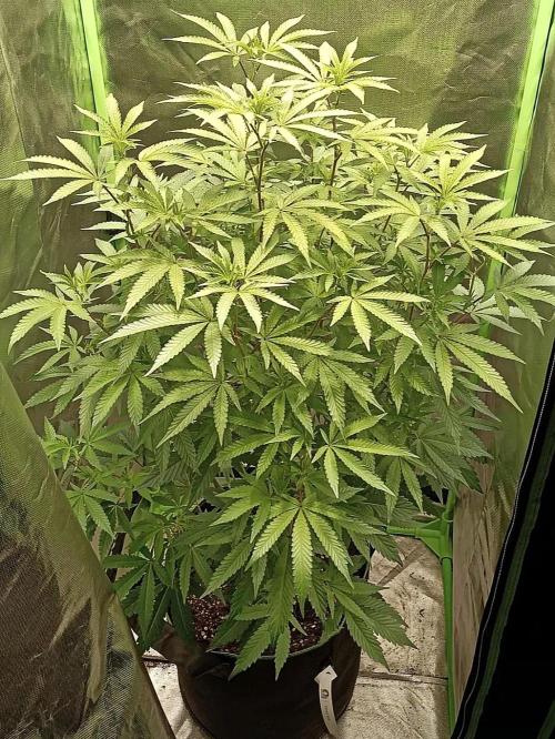 Cereal Milk (Clone). Week 3
