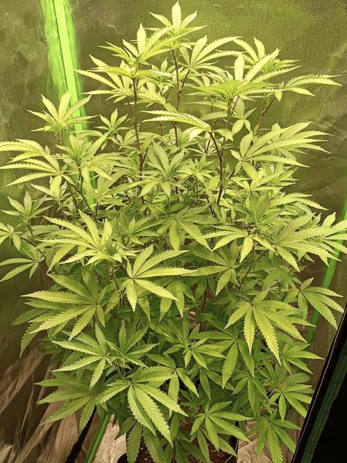 Cereal Milk (Clone). Week 3