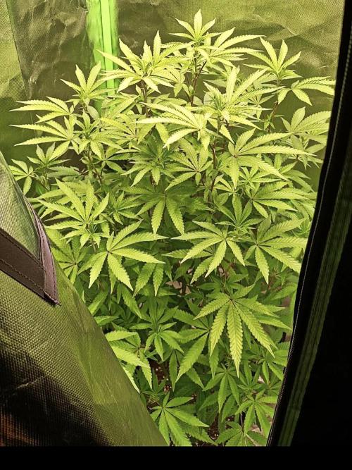 Cereal Milk (Clone). Week 3
