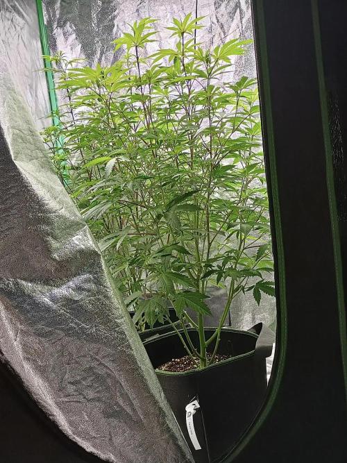 Cereal Milk (Clone). Week 3