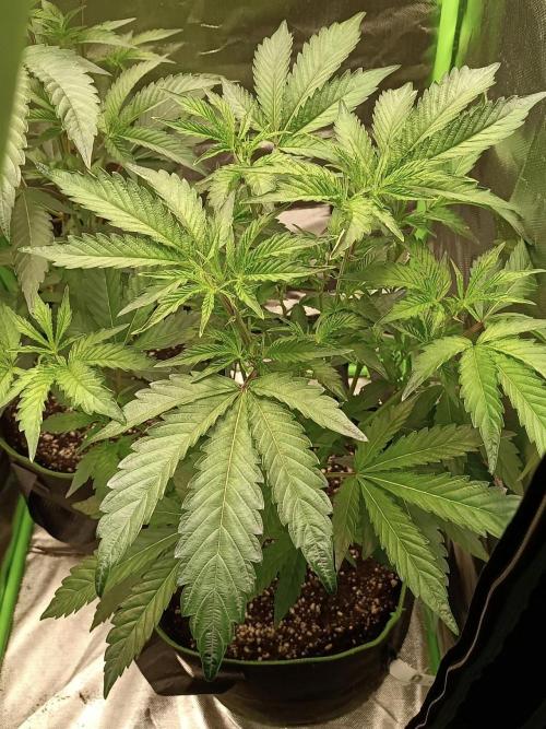 Cereal Milk (Clone). Week 2