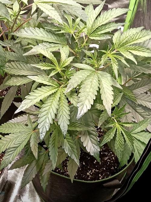 Cereal Milk (Clone). Week 2