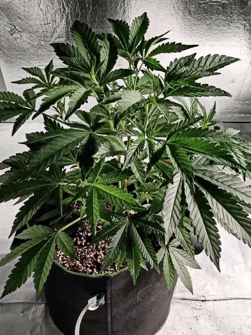 Cereal Milk (Clone). Week 2