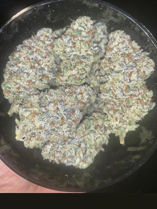 Cereal Milk (Clone). Week 8
