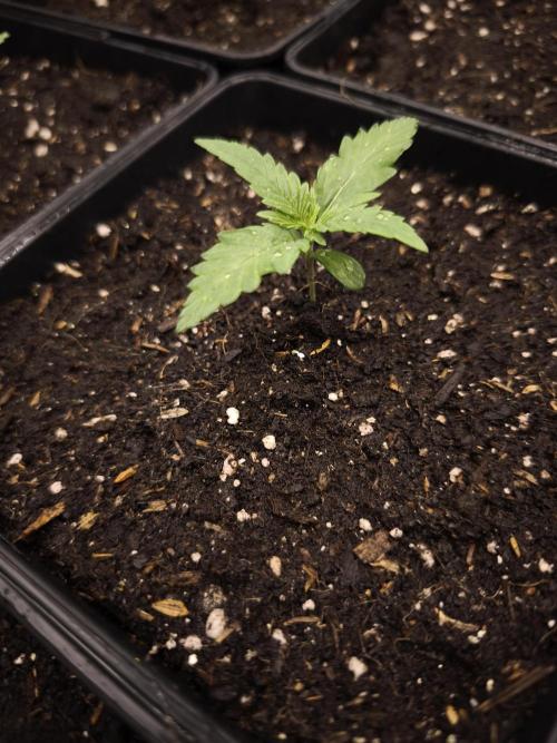 G13 Haze. Week 2