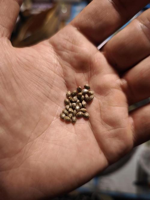 Jack Herer F2-Generation. Week 0