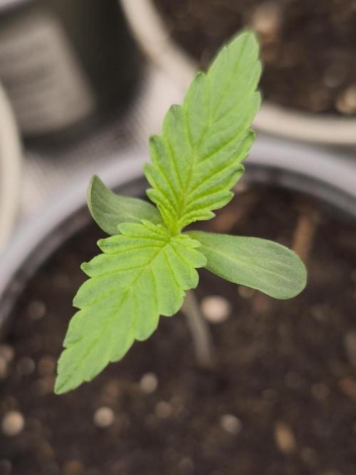 G13 Haze. Week 1