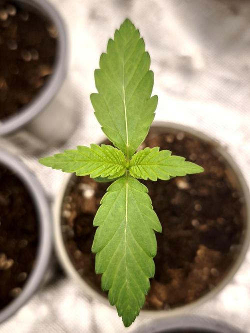Grow Tent S888 96x96x80. Week 1
