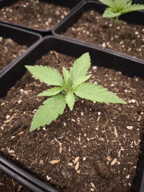 Grow Tent S888 96x96x80. Week 2