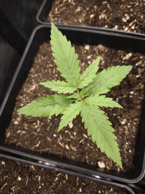 G13 Haze. Week 2