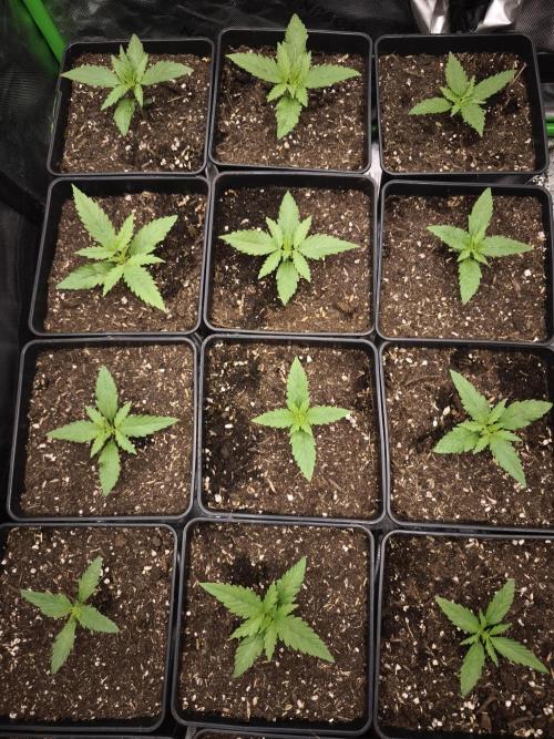 Grow Tent S888 96x96x80. Week 2