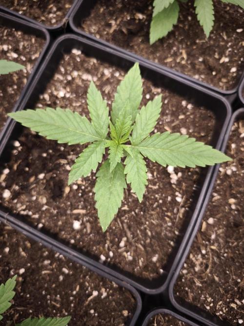 G13 Haze. Week 2