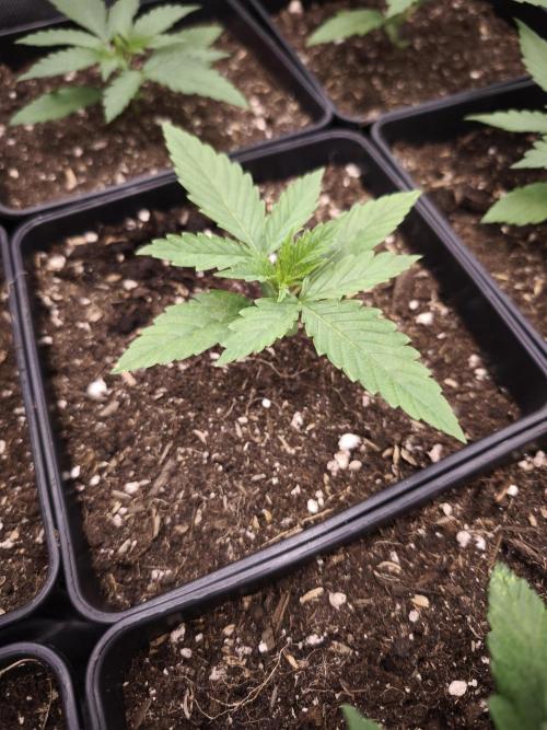 G13 Haze. Week 2