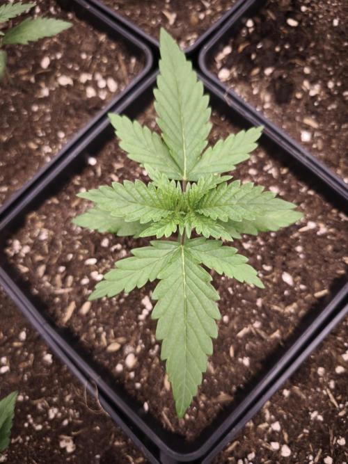 G13 Haze. Week 2