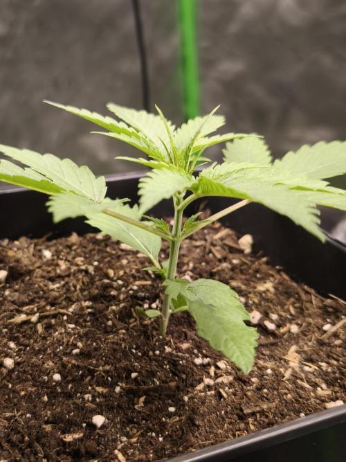 G13 Haze. Week 3