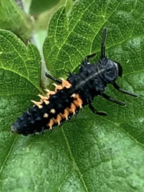 Outdoor 2026 - Atlantic Europe. Week 7 - Ladybug larva
