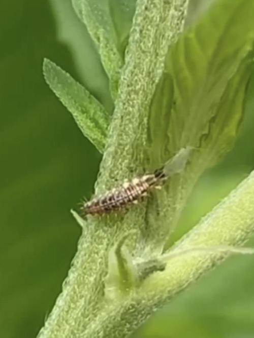 Outdoor 2026 - Atlantic Europe. Week 7 - lacewing larva