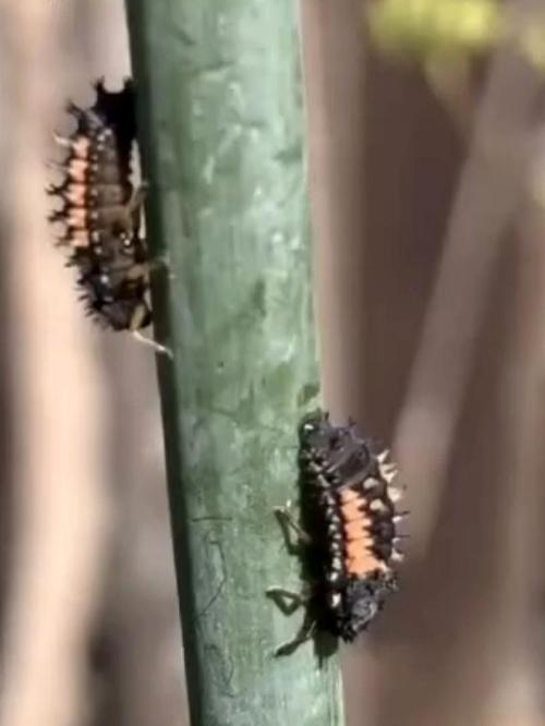 Outdoor 2026 - Atlantic Europe. Week 7 - ladybug larvas 