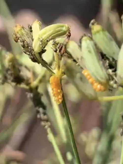 Outdoor 2026 - Atlantic Europe. Week 7 - Ladybug eggs