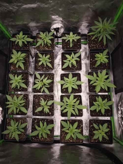 Grow Tent S888 96x96x80. Week 3