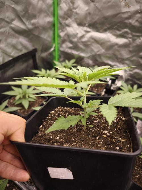 Grow Tent S888 96x96x80. Week 3