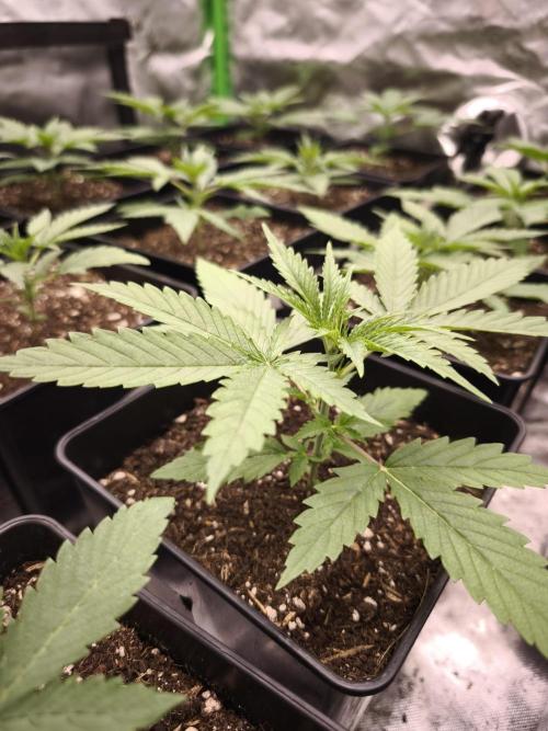 G13 Haze. Week 3