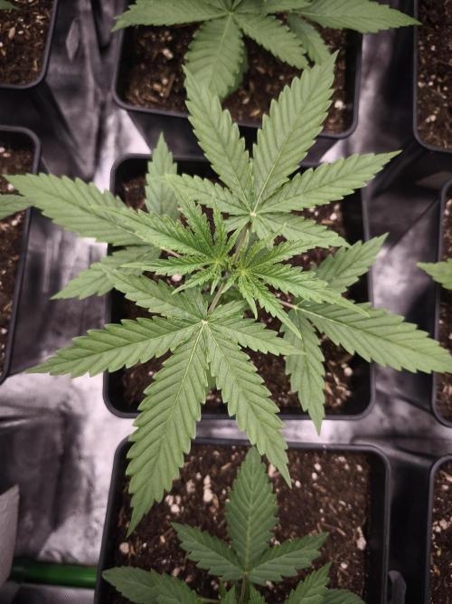 G13 Haze. Week 3