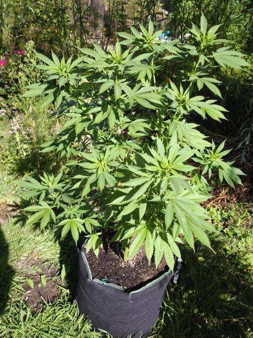 Outdoor 2026 - Atlantic Europe. Week 8 - Bubble Gum