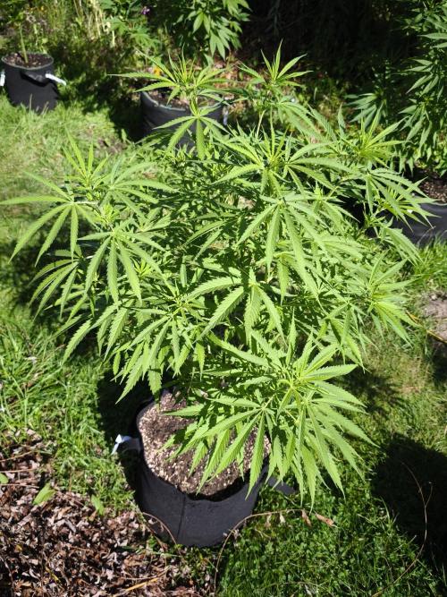 Outdoor 2026 - Atlantic Europe. Week 8 - Early Queen