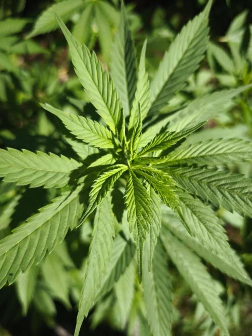 Outdoor 2026 - Atlantic Europe. Week 8 - Bubble Gum