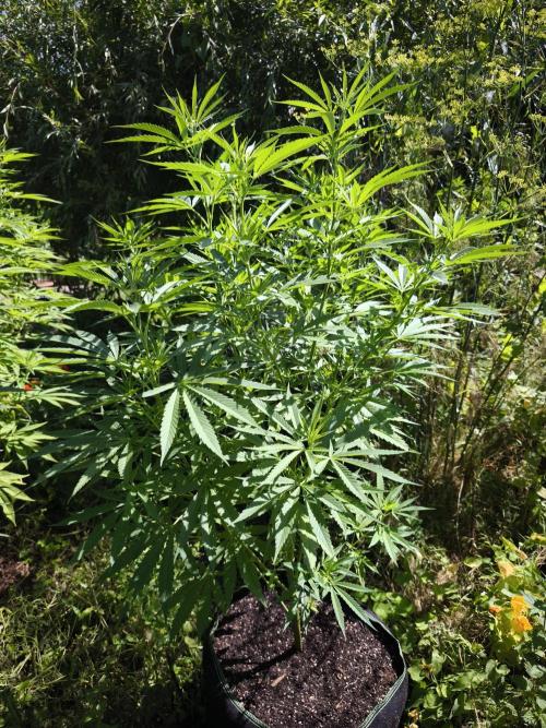 Outdoor 2026 - Atlantic Europe. Week 8 - Early Queen 