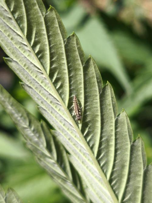 Outdoor 2026 - Atlantic Europe. Week 8 - Lacewing larva