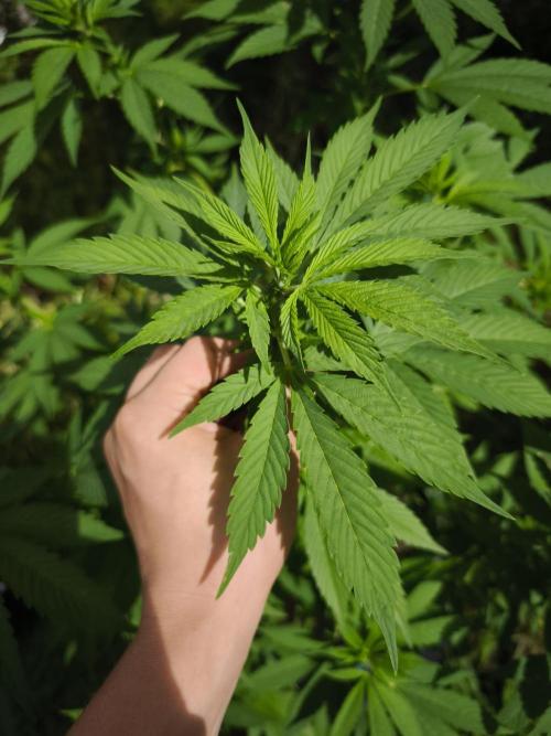 Outdoor 2026 - Atlantic Europe. Week 8