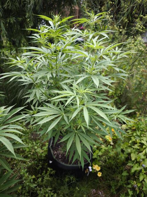 Outdoor 2026 - Atlantic Europe. Week 8 - Early Queen