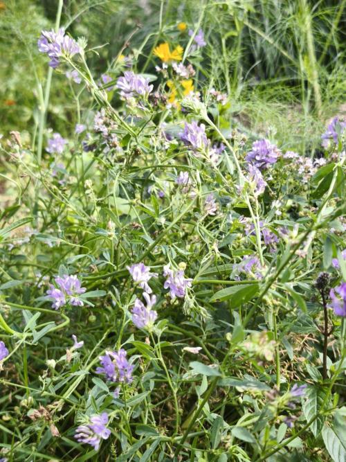 Outdoor 2026 - Atlantic Europe. Week 8 - Alfalfa