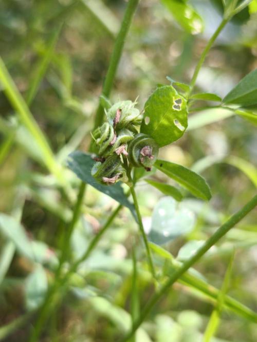 Outdoor 2026 - Atlantic Europe. Week 8 - Alfalfa
