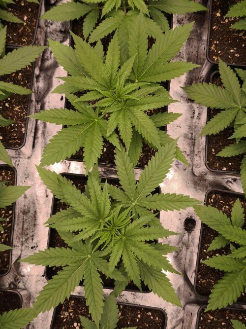 Grow Tent S888 96x96x80. Week 3