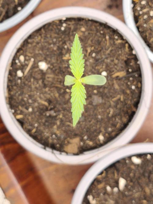 Jack Herer F2-Generation. Week 1