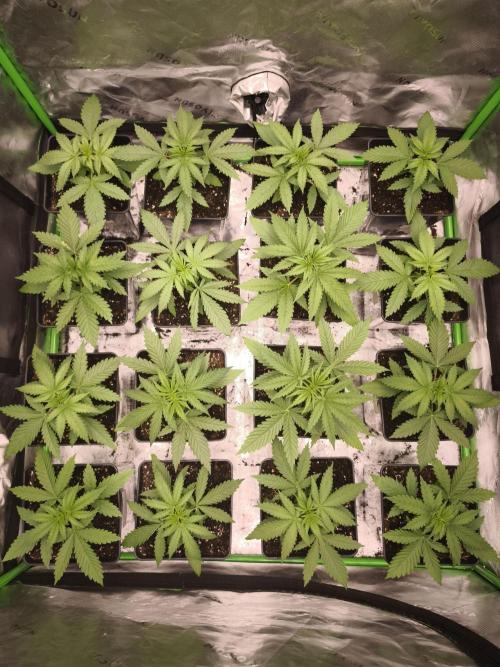 Grow Tent S888 96x96x80. Week 3